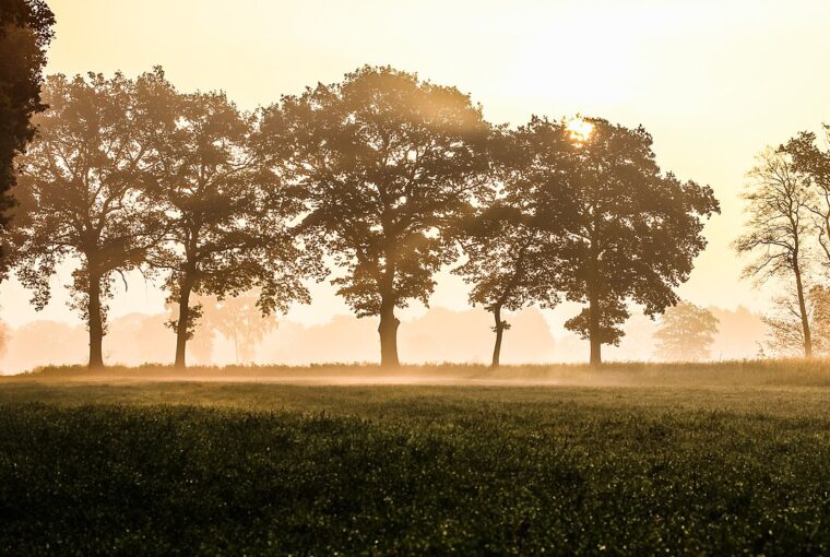 A serene autumn landscape during golden hour with trees silhouetted against a soft, warm, hazy morning sky.