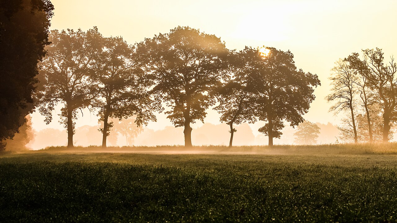A serene autumn landscape during golden hour with trees silhouetted against a soft, warm, hazy morning sky.