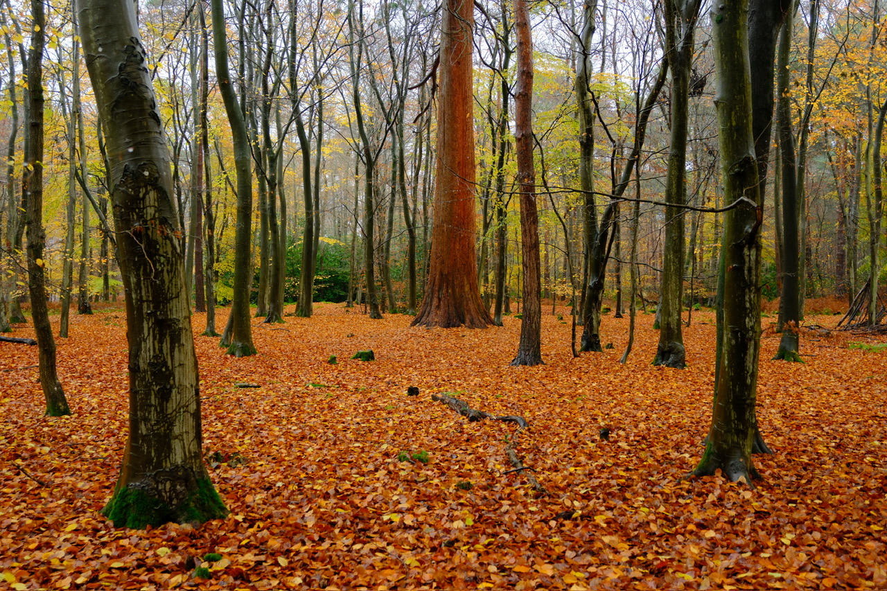 A forest clearing filled with fallen orange leaves and tall trees, capturing the essence of late autumn.