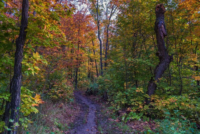 A narrow dirt hiking trail winds through a dense forest with vibrant orange and yellow autumn leaves.