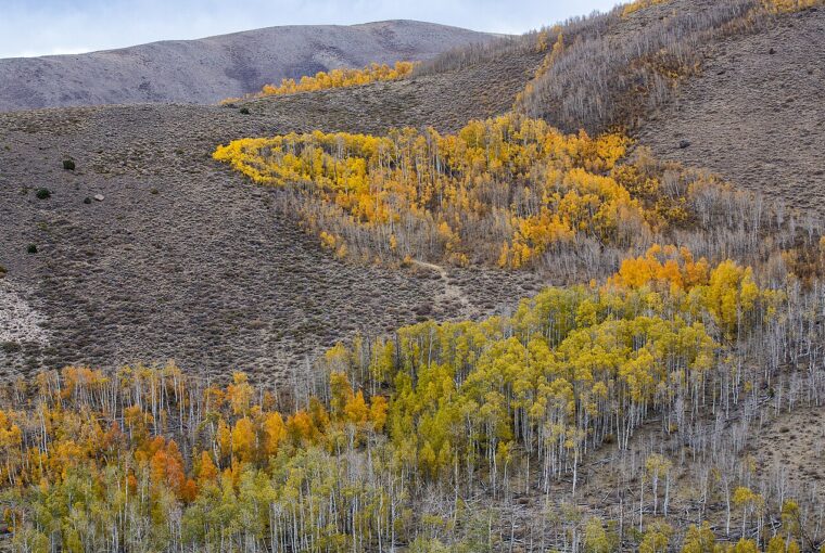 A landscape view showing trees transitioning from green to yellow and orange colors on a hillside.