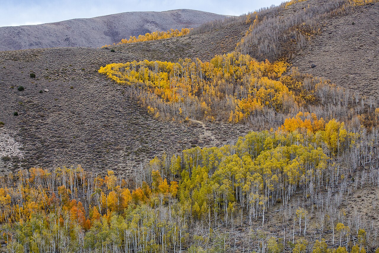 A landscape view showing trees transitioning from green to yellow and orange colors on a hillside.