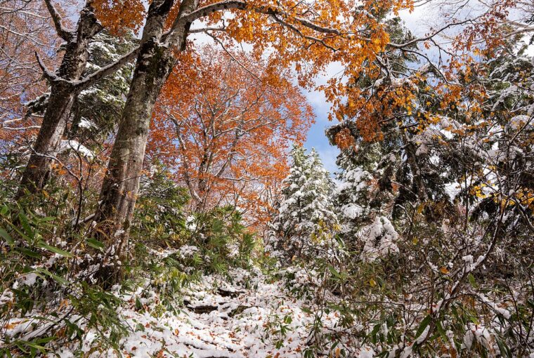 A forest scene showing trees with golden autumn leaves partially covered in a fresh layer of winter snow.