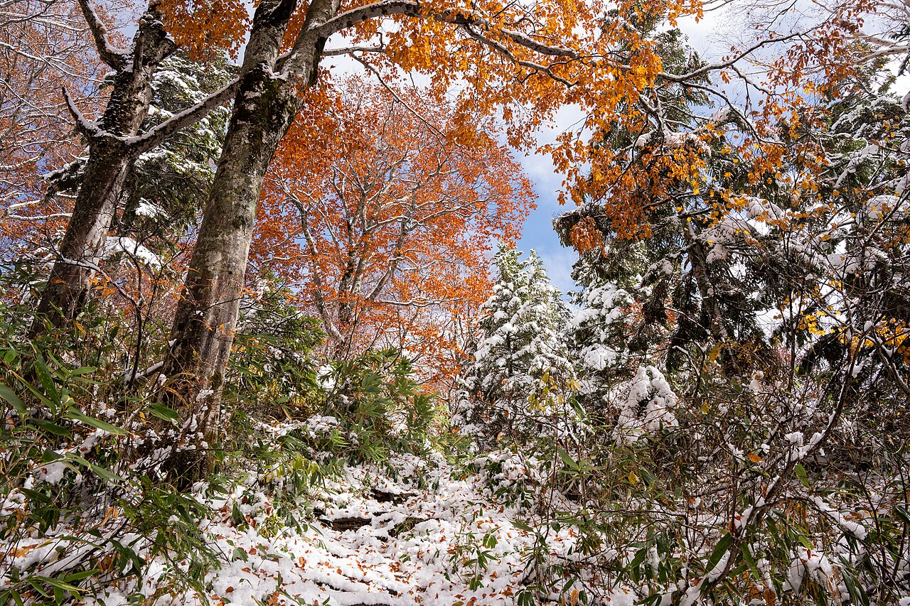 A forest scene showing trees with golden autumn leaves partially covered in a fresh layer of winter snow.